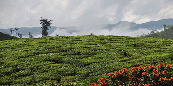 kumily-thekkady2