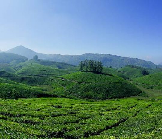 munnar20180720141650_202_1